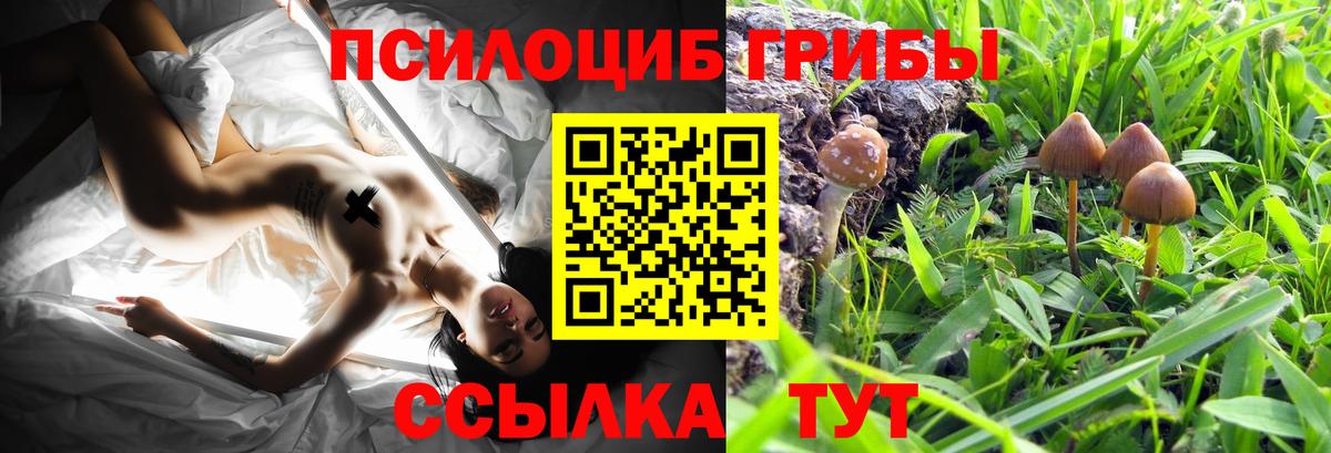 Галлюциногенные грибы прущие грибы  Вход с VPN  Псилоцибиновые грибы Psilocybe  Видное 